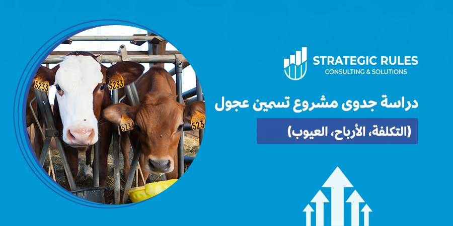 دراسة جدوى مشروع تسمين عجول
