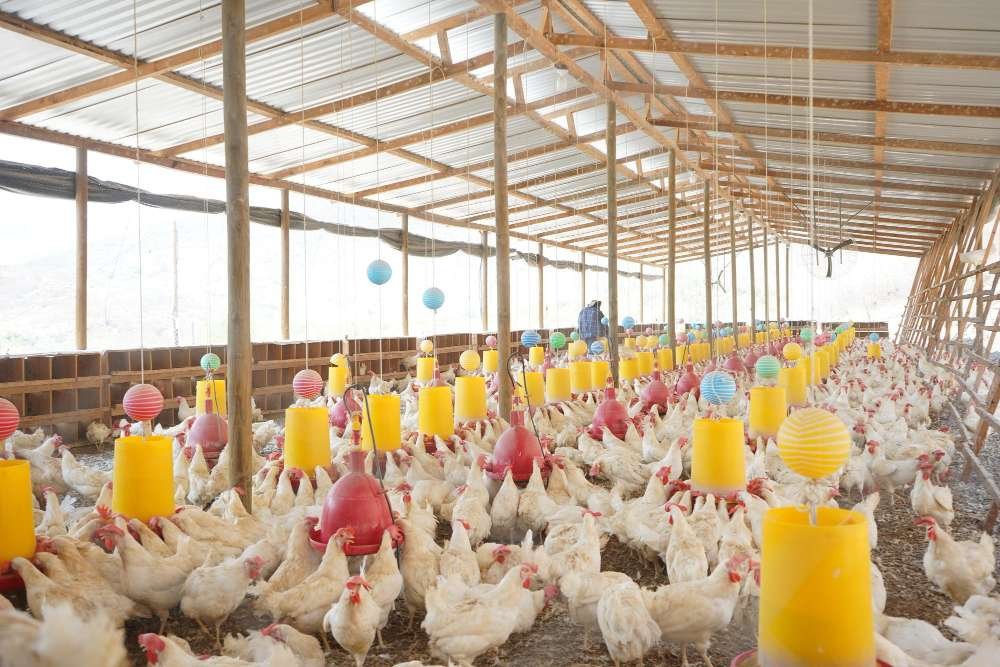 دراسة جدوى مشروع مزرعة دواجن